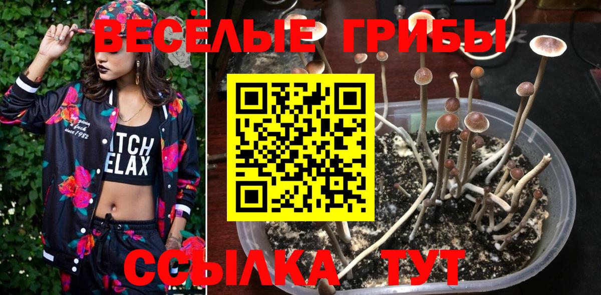 Галлюциногенные грибы Psilocybine cubensis  Вход с VPN  Псилоцибиновые грибы мухоморы  Димитровград 